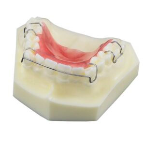 Dental Model (washable )